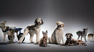 5 Ways To Make A Dog’s Day